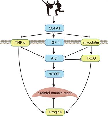 De novo Explorations of Sarcopenia via a Dynamic Model